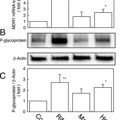 Expression Of Mrna And Protein Of P Glycoprotein In Polyphenol Treated