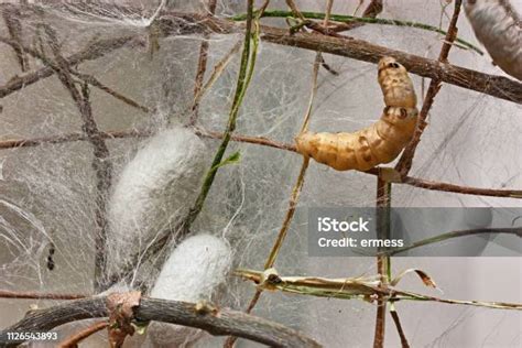 Kepompong Dan Ulat Sutra Untuk Pembuatan Sutra Foto Stok Unduh Gambar