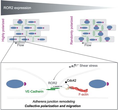 ROR2 PCP A New Pathway Controlling Endothelial Cell Polarity Under Flow