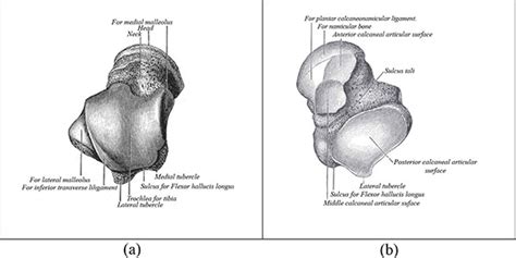 Os Calcis Anatomy - Human Body Anatomy