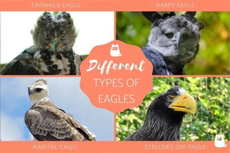 10+ Types of Eagles - Different Eagle Species with Photos