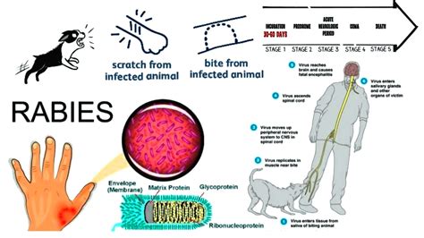 Can A Dog With Rabies Be Treated