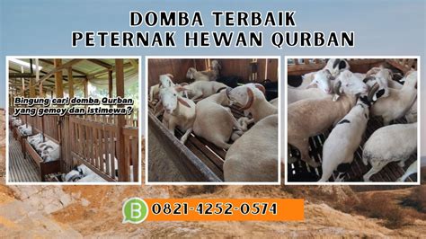 Wa Peternak Domba Qurban Harga Hewan Qurban