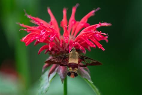 Does Hawk Moth Ever Get the Miraculous? Exploring the High-Stakes ...