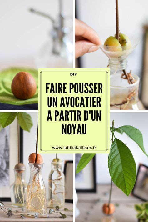 Comment Faire Pousser Un Avocat A Partir De Son Noyau Juice