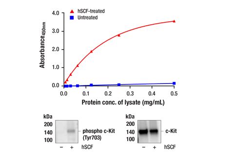 PathScan Phospho C Kit Tyr703 Sandwich ELISA Kit Cell Signaling