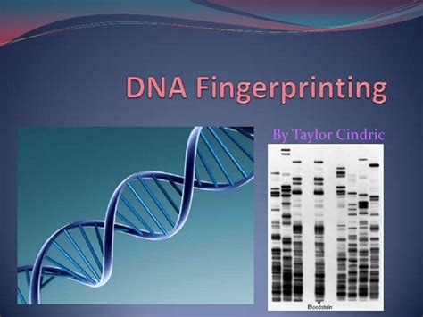 Dna fingerprinting