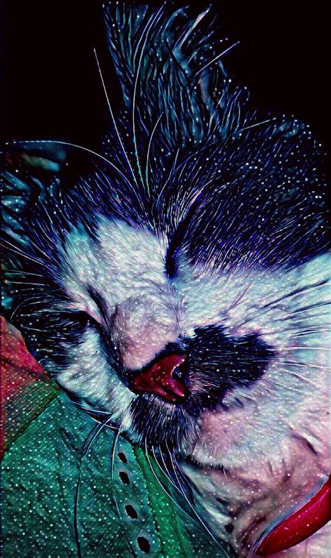 Котик 😻 | Картинки