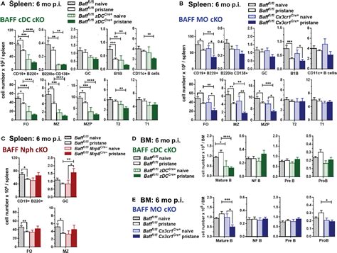 Frontiers B Cell Activating Factor Baff From Dendritic Cells