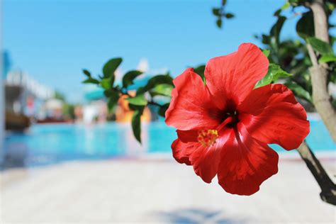 ハワイを代表する花の名前｜ハワイ定番の花10種類の意味と花言葉