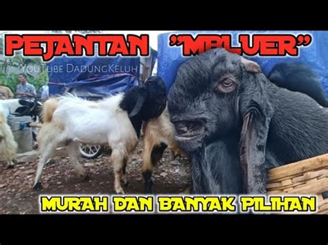 3 800 Update Harga Kambing Jantan Betina Di Pasar Dongko Trenggalek