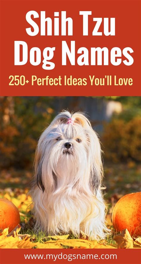 Shih Tzu Names 200 Great Ideas For Your New Fluffy Puppy Artofit