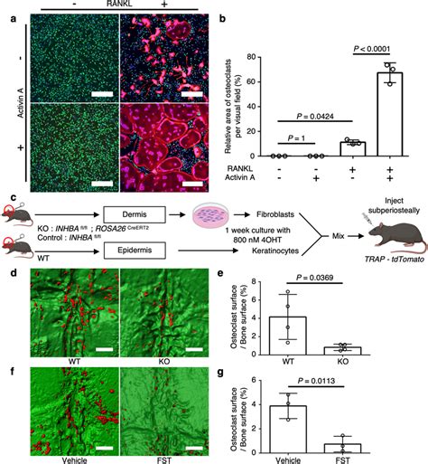 Functional Analysis Of Activin A In Vitro And In Vivo A Representative