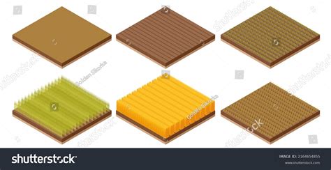 Isometric Winter Wheat Crop Growth Stages Stock Vector (Royalty Free ...