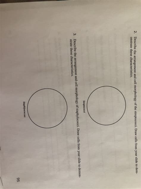 Solved 2 Describe The Arrangement And Cell Morphology Of Chegg