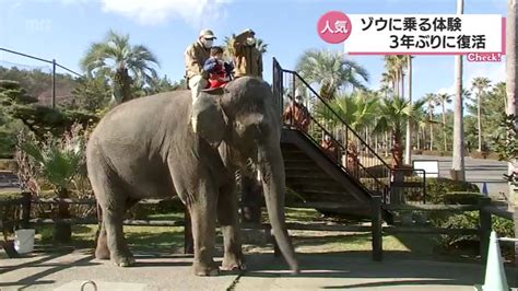 アジアゾウ「みどり」に乗って記念撮影会 宮崎市フェニックス動物園で3年ぶりに再開 Tbs News Dig