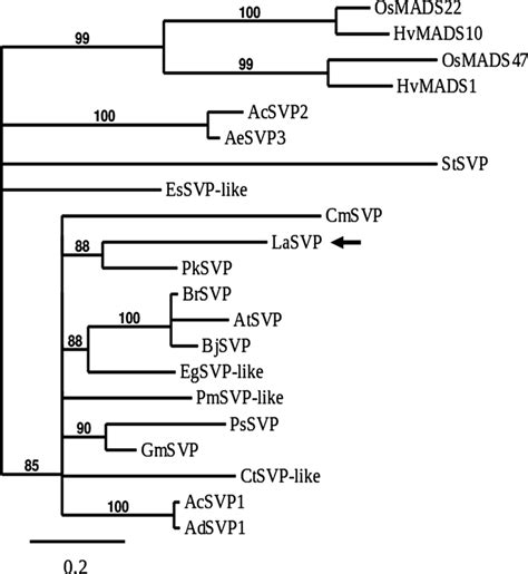 Phylogenetic Analysis Of The Lasvp Protein With Other Plant Svp Like