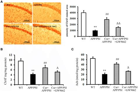 Curcumin protected cholinergic neurons in hippocampus of APP/PS1 double ... 