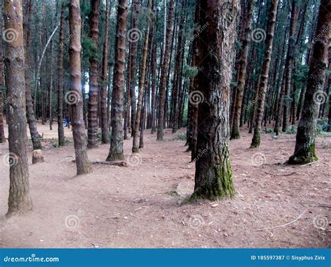 Pine Forest in ooty stock image. Image of ooty, green - 185597387