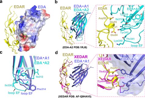 The Interaction Specificity Between EDAA1THD And EDARCRDS A Residue