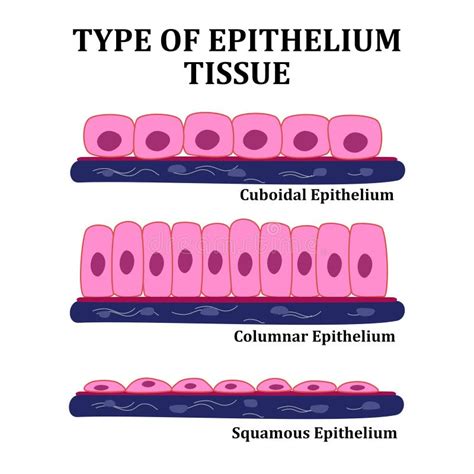 Cuboidal Epithelial Tissue Diagram