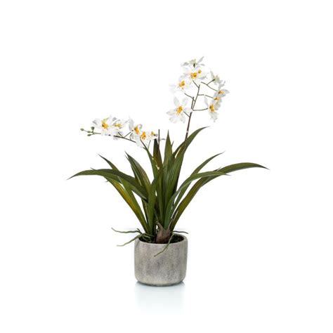 Acheter Des Fausse Orchid E Oncidium Colunga En Pot En C Ramique Blanc