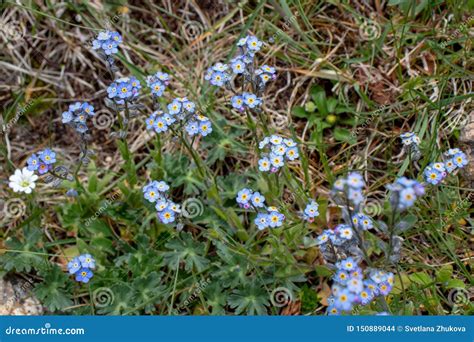 Flores Azules Claras De La Primavera Nomeolvides O De Los Alpestris