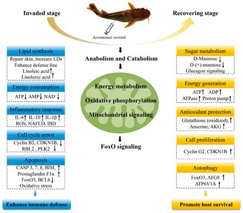 Ijms Free Full Text Integrated Analysis Of Transcriptome And