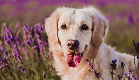 Understanding And Managing Pet Allergies Blog