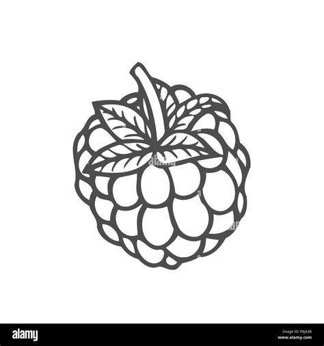 Raspberry Fruit Superfood Organic Berry Hand Drawn Vector Sketch