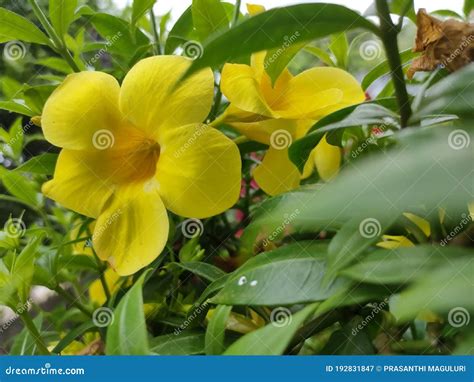 Allamanda Schottii With A Natural Background Also Called Allamanda Brasiliensis Allamanda