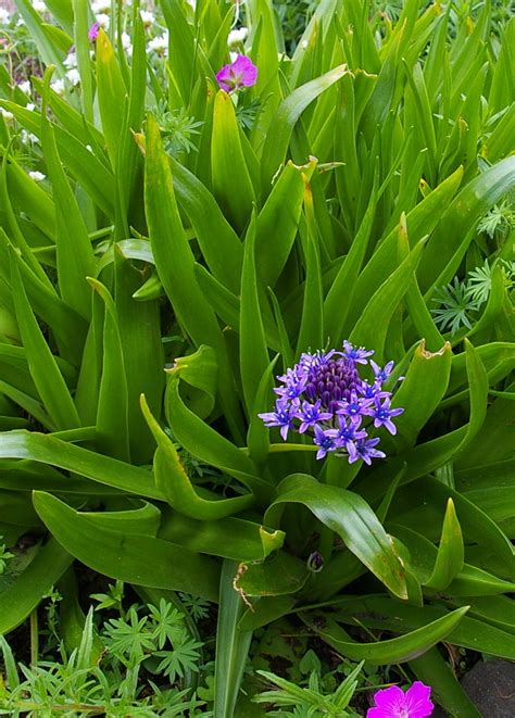 S - Z > Scilla > Scilla peruviana - The Beth Chatto Gardens