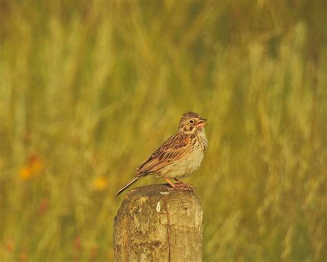 HFF Happy Fence Friday Vesper Sparrow VESP Pooecetes G Flickr