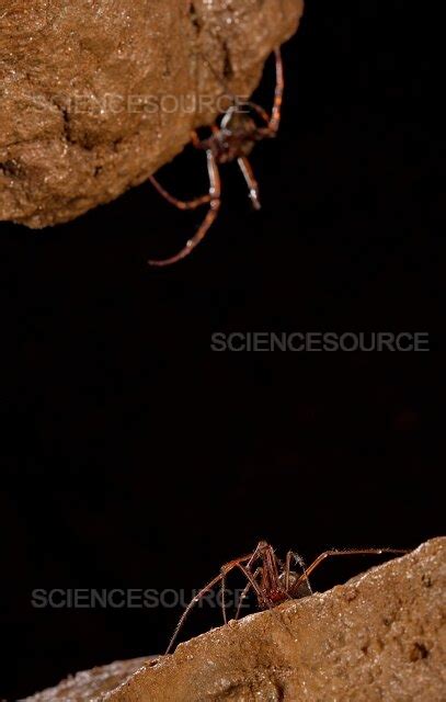 Photograph | Cave Spiders Of Different Species | Science Source Images