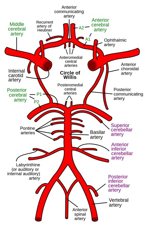 Anterior choroidal artery - Wikiwand