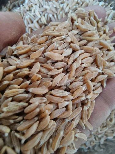 Golden 25 Kg Organic Khapli Wheat At Rs 140 Kg In Multai ID