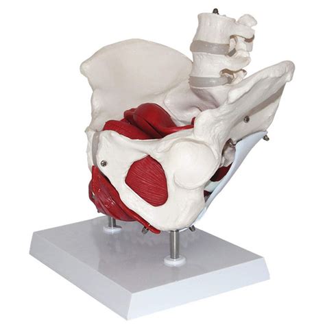 Buy Wecds Female Pelvis Skeleton Model Anatomical Model Life Size