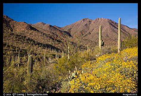 Picture Photo Blooming Brittlebush And Slopes Covered With Cactus