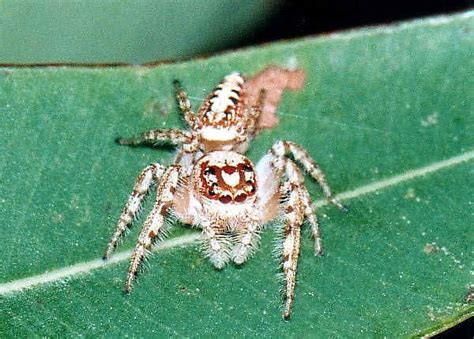 Garden Jumping Spider - Opisthoncus sp.