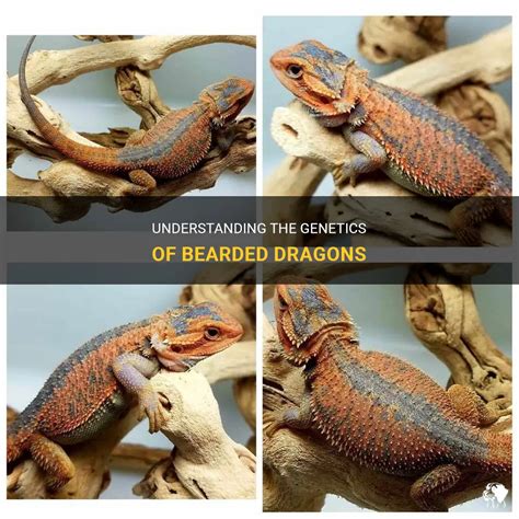 Understanding The Genetics Of Bearded Dragons Petshun