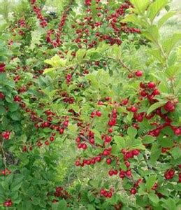 Войлочная вишня, посадка и уход | ВО САДУ И В ОГОРОДЕ