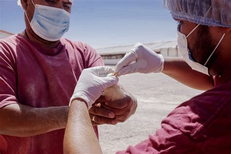 El Brote De Influenza Aviar De Alta Patogenicidad Está Bajo Control