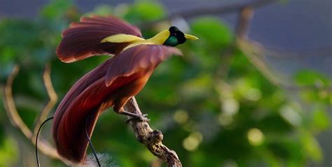 9 Keunikan dan Fakta Burung Cendrawasih denganBurung Surga