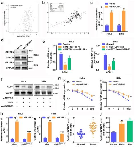 Igf Bp Was Responsible For The Regulatory Role Of Mettl In Acin