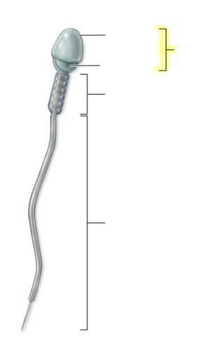 Development Embryology Flashcards Quizlet