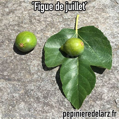 Figuier Figue De Juillet Racines Nues