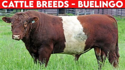 ⭕ Cattle Breeds Buelingo History Buelingo Cattle Bulls Youtube