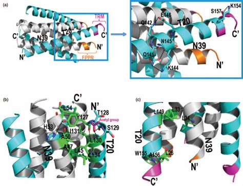 Structural And Functional Characterization Of HIV 1 Cell Fus AIDS