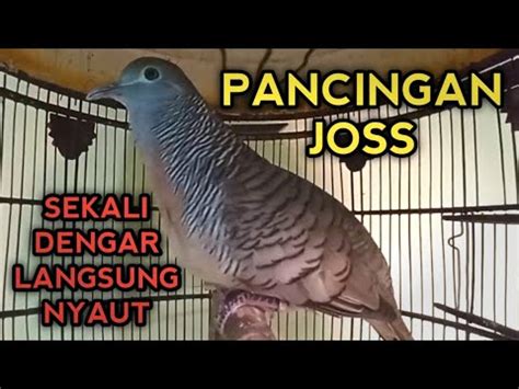 Perkutut Bangkok Gacor Suara Ampuh Untuk Pancingan Perkutut Lain Youtube