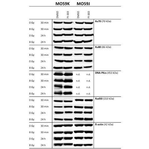 Representative Western Blot Analysis Of The Expression Levels Of Download Scientific Diagram